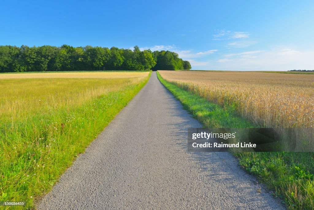 Field Path Ground Field Path In The Summer High-Res Stock Photo - Getty Images