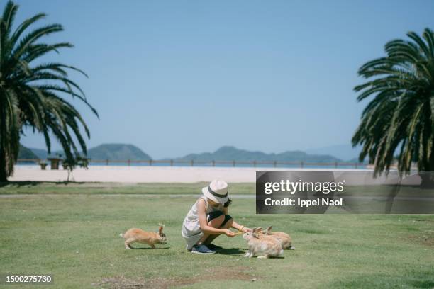 young girl feeding rabbits, okunoshima island, japan - rabbit islands photos et images de collection
