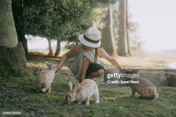 young girl feeding rabbits, okunoshima island, japan - rabbit islands photos et images de collection