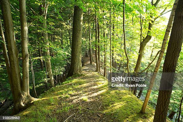 trail through woods - escarpado fotografías e imágenes de stock
