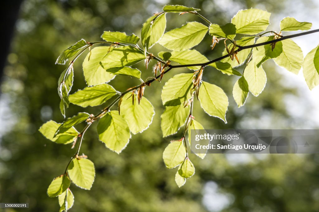 Close-up of beech leaves in spring