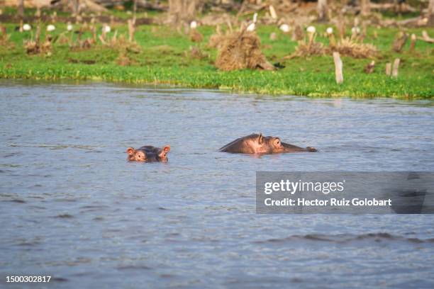 awassa lake hippo - hipopotamo stock pictures, royalty-free photos & images