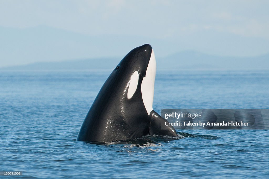 Killer whale