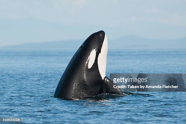 killer whale - killer whale 個照片及圖片檔