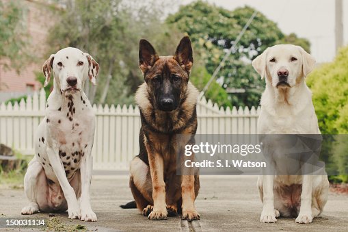 German Shepherd Dalmatians Dogs German Shepherd Mix Pitbull And