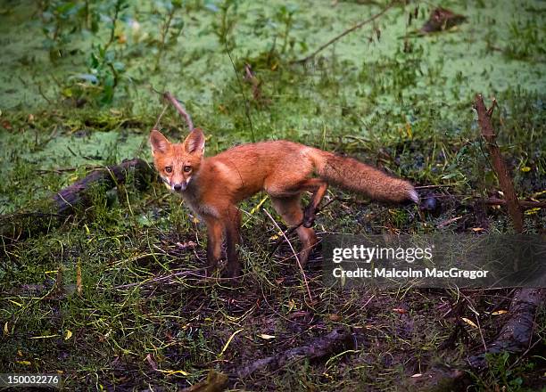 red fox - murfreesboro tennessee stock pictures, royalty-free photos & images