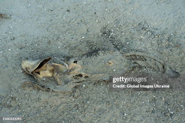 Fish killed by water outflow of the Dnipro River receded after the destruction of the dam at the Kakhovka hydroelectric power plant on June 20, 2023...