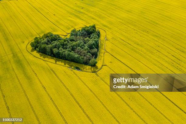 aerial view of a green heart-shaped grove in the middle of a rape field - canola stockfoto's en -beelden