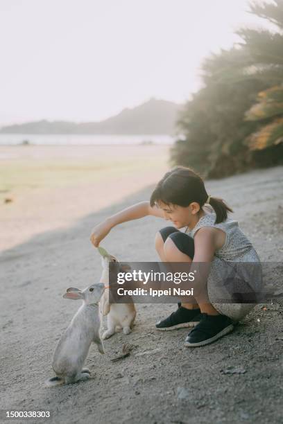 young girl feeding rabbits, okunoshima island, japan - conejo animal fotografías e imágenes de stock