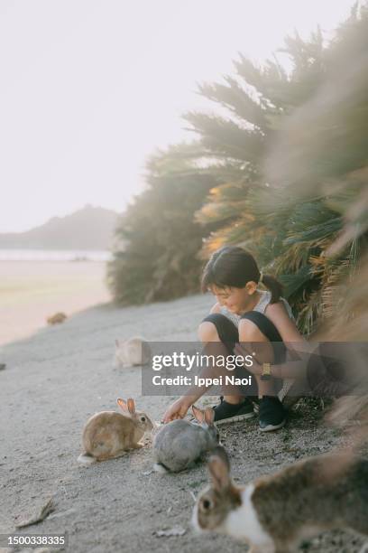 young girl feeding rabbits, okunoshima island, japan - rabbit islands photos et images de collection