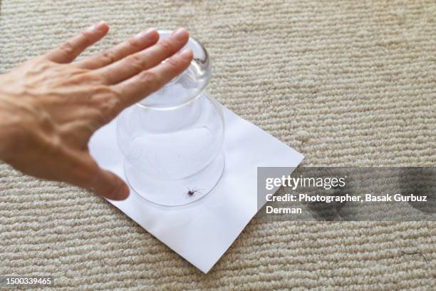 house spider captured under a glass - catching stock pictures, royalty-free photos & images