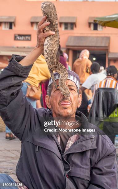 puff adder with snake charmer at djemma el fna square in medina district of marrakesh, morocco - bitis arietans stock pictures, royalty-free photos & images