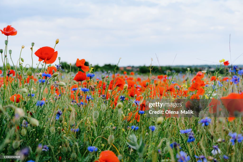 Poppies and cornflowers on meadow