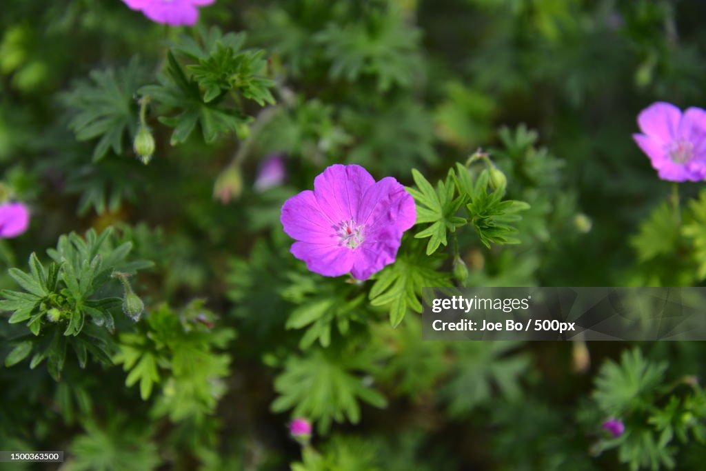 Close-up of pink flowering plants,Copenhagen,Denmark