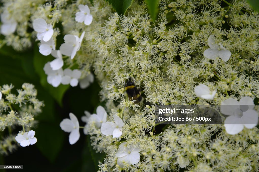 Close-up of white flowering plant,Copenhagen,Denmark