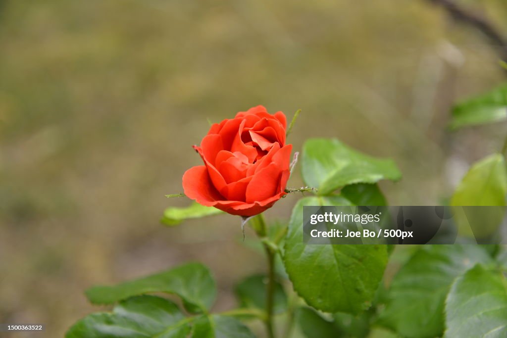Close-up of red rose,Copenhagen,Denmark