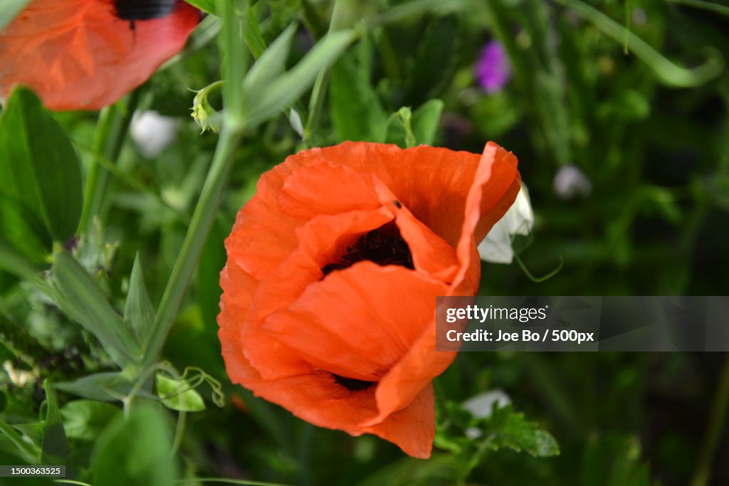 Close-up of orange poppy flower,Copenhagen,Denmark