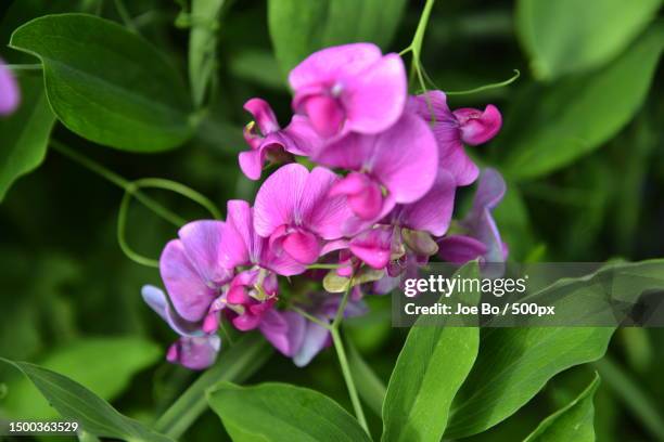 Closeup Of Pink Flowering Plant Copenhagen Denmark, Foto de stock
