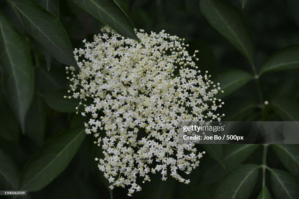 Close-up of white flowering plant,Copenhagen,Denmark
