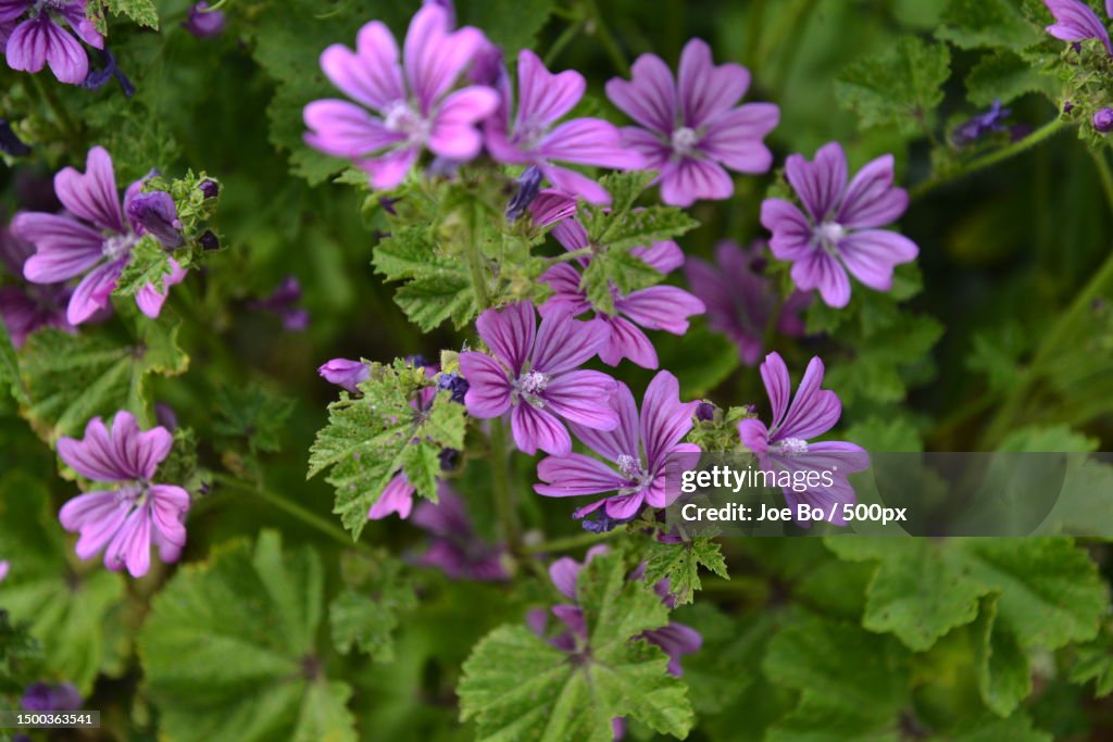Close-up of purple flowering plants,Copenhagen,Denmark