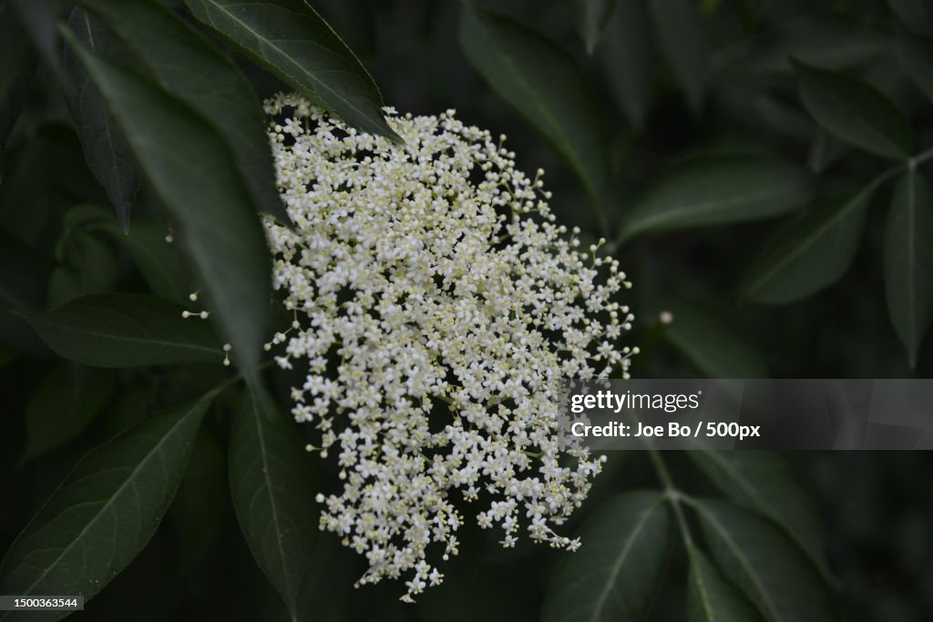 Close-up of white flowering plant,Copenhagen,Denmark