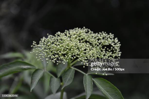 Closeup Of White Flowering Plant Copenhagen Denmark, Stock-Foto