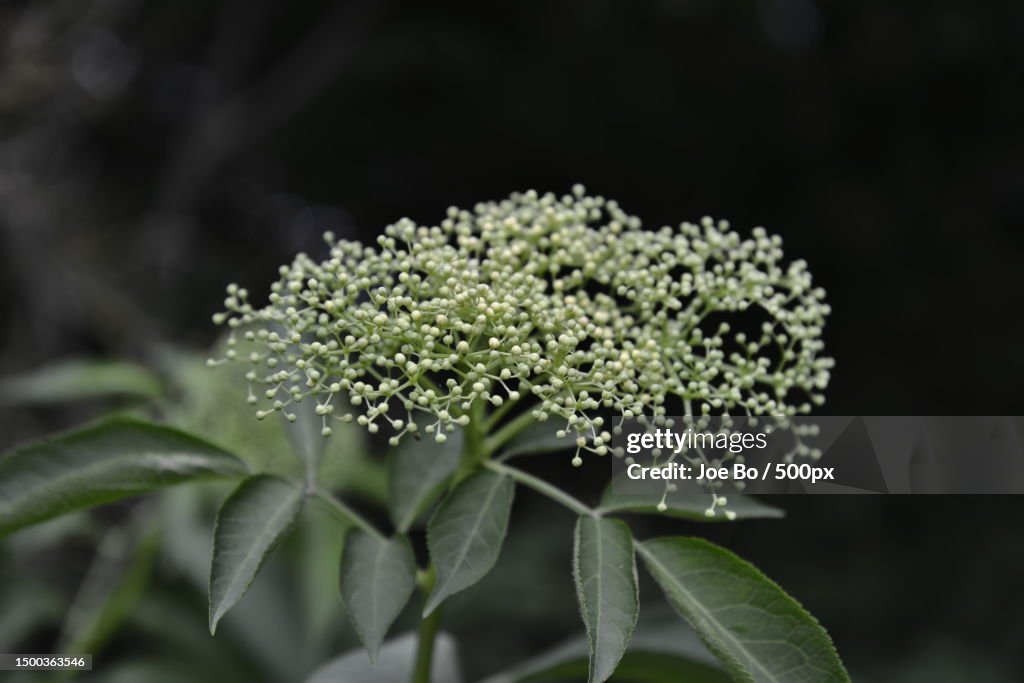 Close-up of white flowering plant,Copenhagen,Denmark
