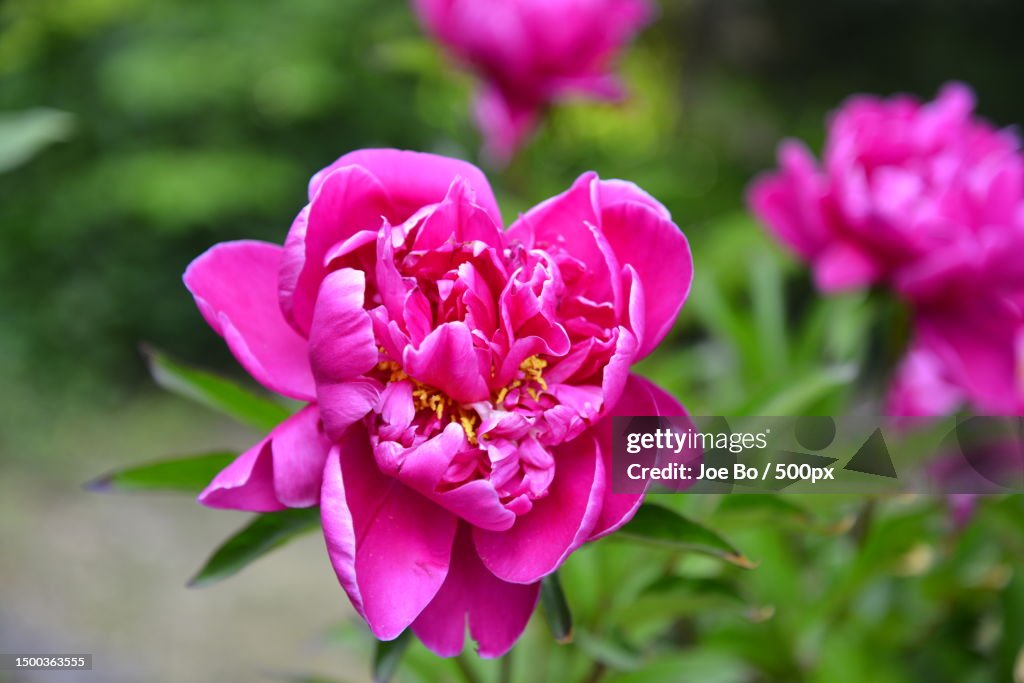 Close-up of pink rose flower,Copenhagen,Denmark