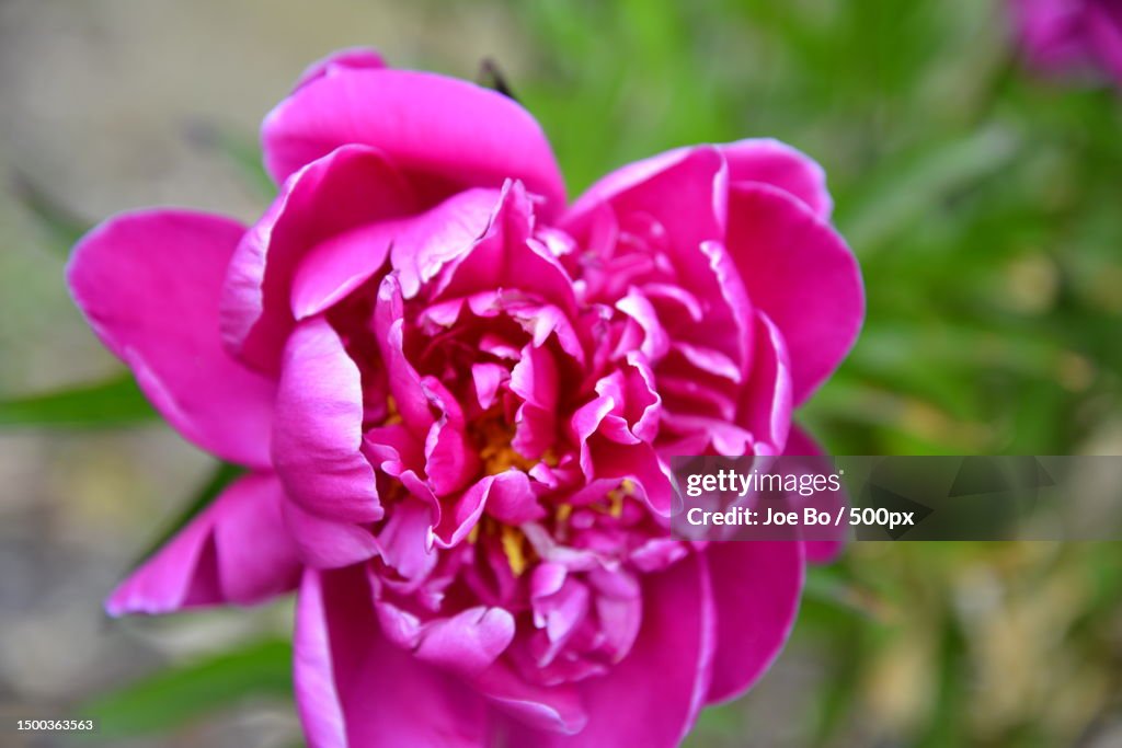 Close-up of pink rose flower,Copenhagen,Denmark