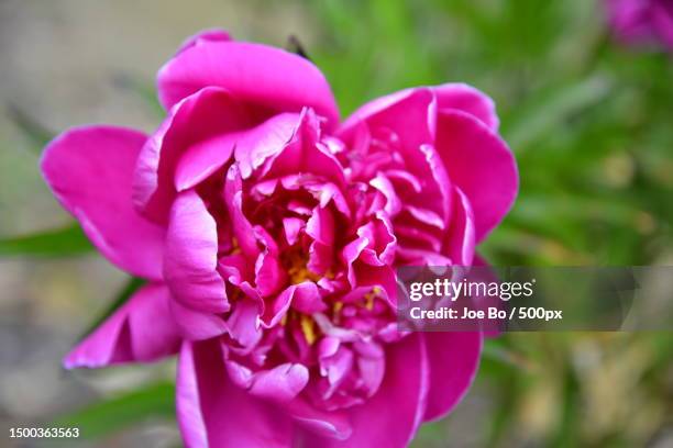 Closeup Of Pink Rose Flower Copenhagen Denmark, Foto de stock