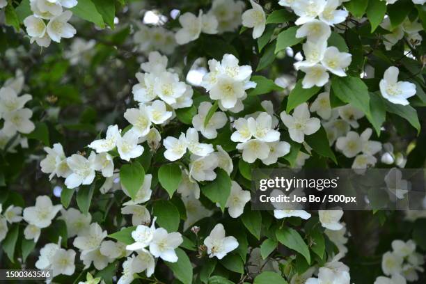 Closeup Of White Flowering Plants Copenhagen Denmark, Stock-Foto