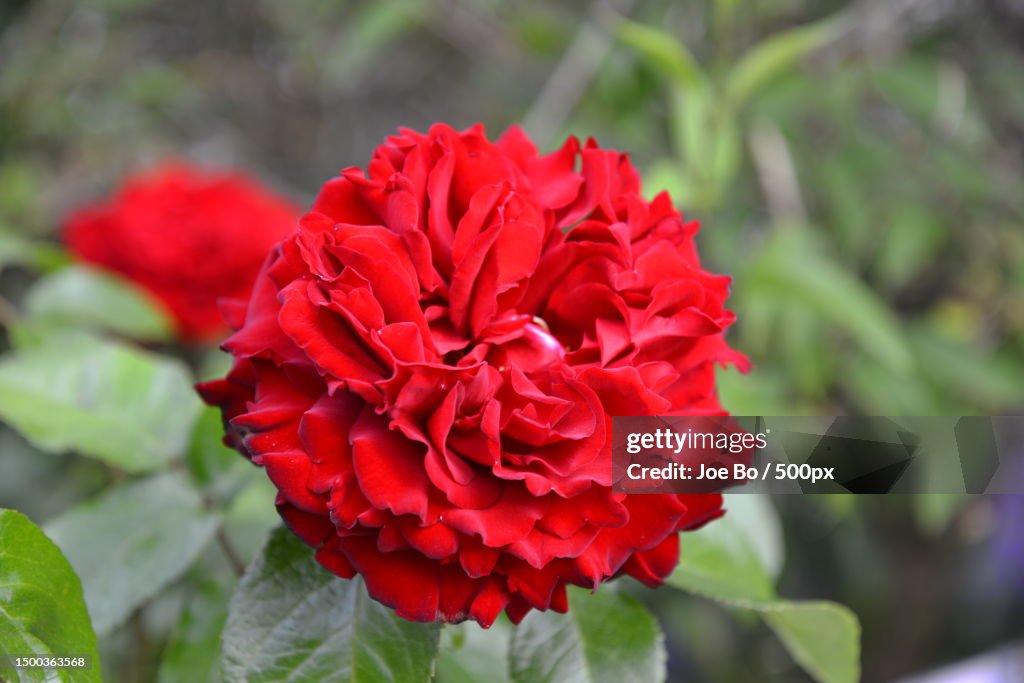 Close-up of red rose flower,Copenhagen,Denmark