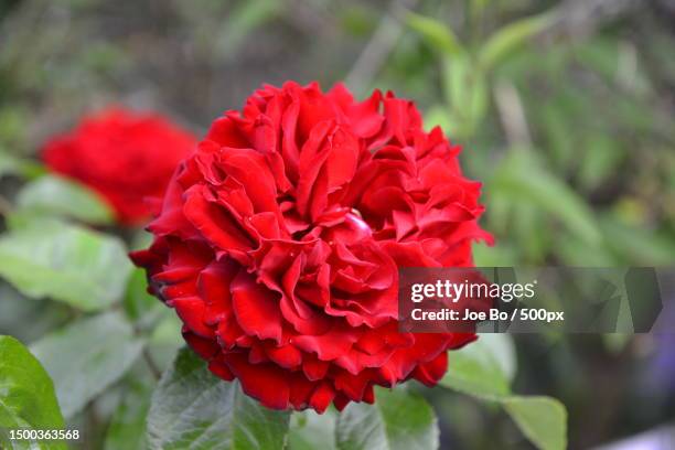 Closeup Of Red Rose Flower Copenhagen Denmark High-Res Stock Photo