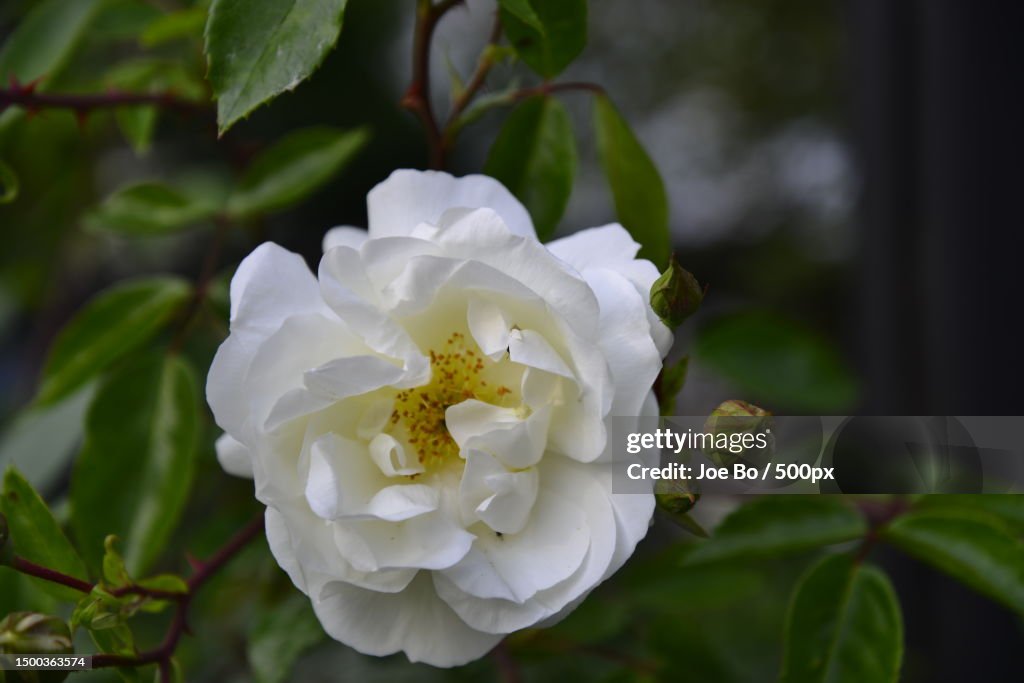 Close-up of white rose,Copenhagen,Denmark