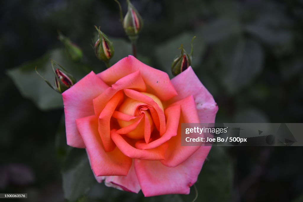Close-up of pink rose,Copenhagen,Denmark