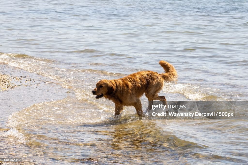 Side view of golden retriever running in sea