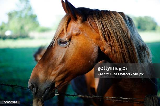 close-up of thoroughbred racehorse standing against fence,italy - bay horse 個照片及圖片檔