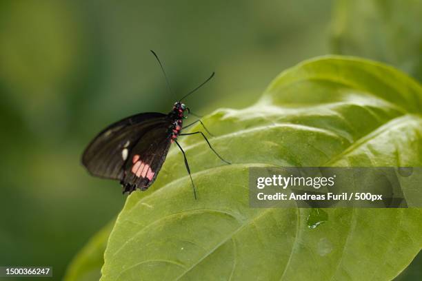 close-up of butterfly on leaf - beauty blatt stock pictures, royalty-free photos & images