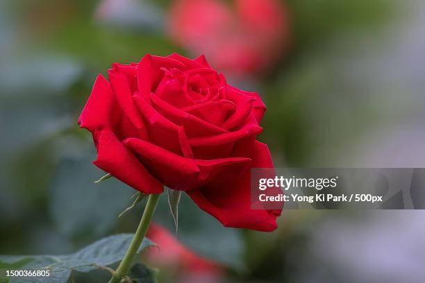 close-up of red rose,daejeon,south korea - daejeon stock pictures, royalty-free photos & images