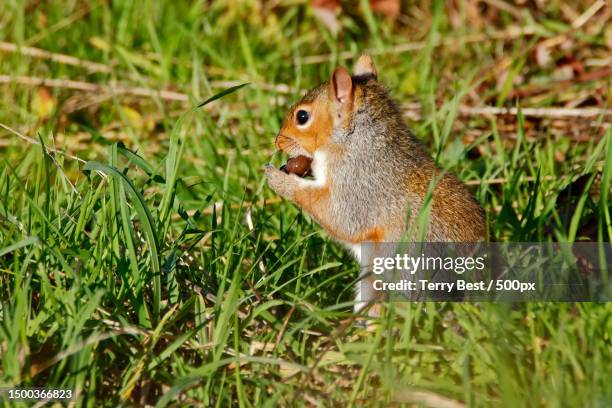 close-up of squirrel eating on grassy field,draycote,rugby,united kingdom,uk - terry woods stock pictures, royalty-free photos & images