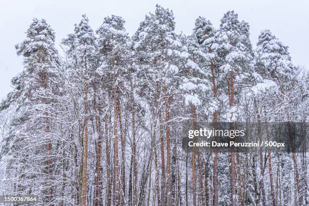 low angle view of trees against sky during winter - january 2021 stock pictures, royalty-free photos & images