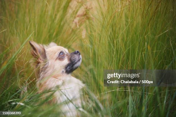 close-up of fox on grassy field,czech republic - long haired chihuahua stock-fotos und bilder