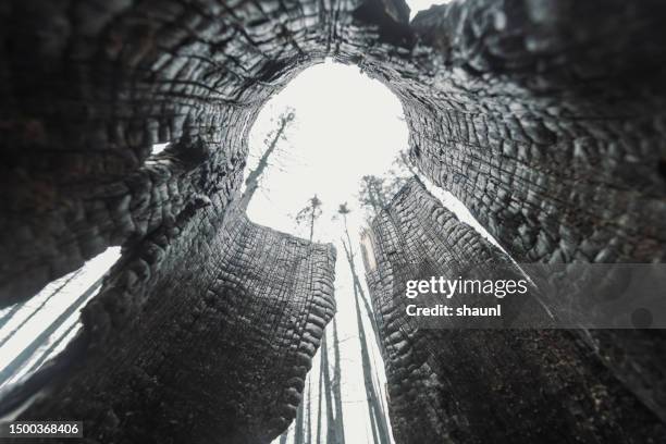 wildfire damage - hollow stock pictures, royalty-free photos & images