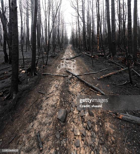 Fire Path Forest Fire Trail Road Photos and Premium High Res Pictures - Getty Images