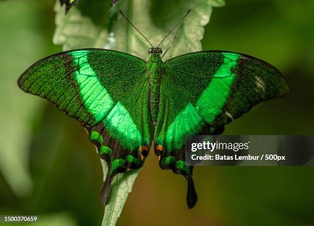 close-up of butterfly on leaf - emerald swallowtail stockfoto's en -beelden