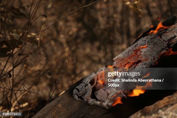 Fusing Tree Trunk 1,667 Burning Tree Trunk Stock Photos, High-Res Pictures, and Images ...