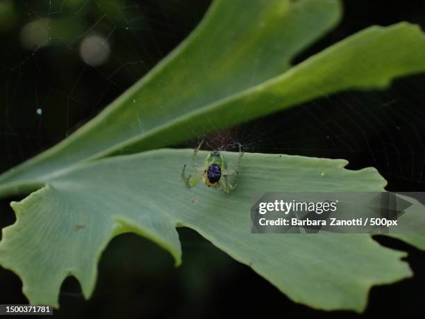 Barbara Insect 11,317 Barbara Of Austria Stock Photos, High-Res Pictures, and Images ...