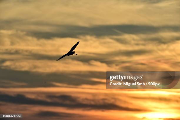 12 El Burgo De Ebro Stock Photos, HighRes Pictures, and Images Getty