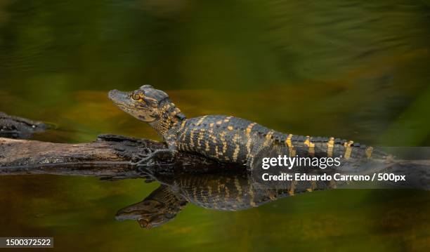 close-up of turtle in lake,united states,usa - alligator nest stock pictures, royalty-free photos & images