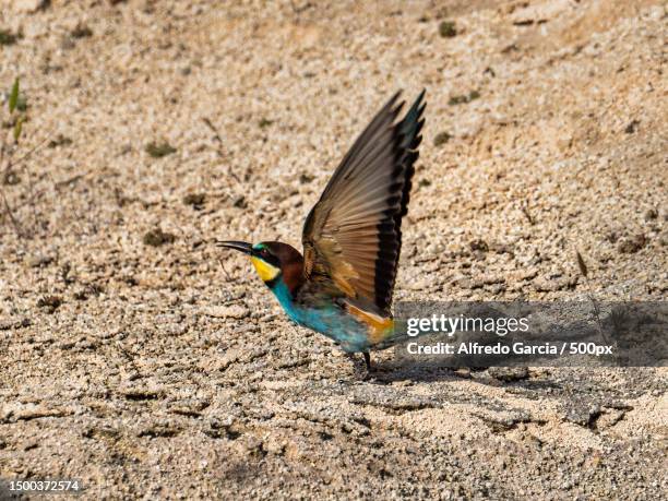 Benisuera Photos and Premium High Res Pictures Getty Images